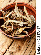 Medicinal root inula. Medicinal raw materials from roots and rhizomes inula.Root elecampane. Стоковое фото, агентство Ingram Publishing / Фотобанк Лори
