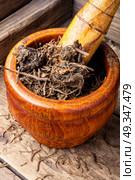 Valerian herb root. Traditional folk remedy from valerian roots in a mortar. Стоковое фото, агентство Ingram Publishing / Фотобанк Лори
