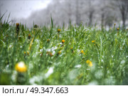 Snow goes in the summer. Abnormal weather. changing of the climate. Snow goes in the summer. Стоковое фото, агентство Ingram Publishing / Фотобанк Лори