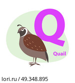 Children ABC with cute animal cartoon vector. English letter Q with funny quail flat illustration isolated on white background. Zoo alphabet with bird and caption for preschool education, kids books. Zoo ABC Letter with Cute Quail Cartoon Vector. Zoo ABC Letter with Cute Quail Cartoon Vector. Стоковая иллюстрация, агентство Ingram Publishing / Фотобанк Лори