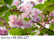 Beautiful japanese sakura blossom in spring time. Nature background with pink cherry flowers and green leaves. Sakura blossom in spring time. Стоковое фото, агентство Ingram Publishing / Фотобанк Лори