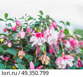 Close up of pink white fuchsia flowers, outdoor nature. Стоковое фото, агентство Ingram Publishing / Фотобанк Лори
