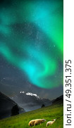 Polar lights, aurora. Milky Way. goats in the mountains. in the picturesque fjords of Norway. Polar lights, aurora. Стоковое фото, агентство Ingram Publishing / Фотобанк Лори