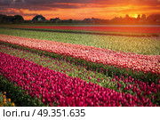 pink, red and orange tulip field in North Holland during spring. pink, red and orange tulip field in North Holland . Стоковое фото, агентство Ingram Publishing / Фотобанк Лори
