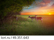 Group rutting red deer on the Veluwe, Netherlands. Group rutting red deer. Стоковое фото, агентство Ingram Publishing / Фотобанк Лори