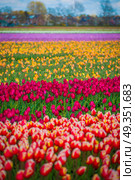 pink, red and orange tulip field in North Holland during spring. pink, red and orange tulip field in North Holland . Стоковое фото, агентство Ingram Publishing / Фотобанк Лори