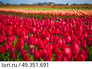 pink, red and orange tulip field in North Holland during spring. pink, red and orange tulip field in North Holland . Стоковое фото, агентство Ingram Publishing / Фотобанк Лори