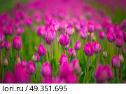 purple tulip fields are growing every year in the Netherlands. purple tulip fields are growing every year. Стоковое фото, агентство Ingram Publishing / Фотобанк Лори