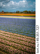 pink, red and orange tulip field in North Holland during spring. pink, red and orange tulip field in North Holland . Стоковое фото, агентство Ingram Publishing / Фотобанк Лори