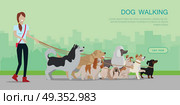 Dog Walking Banner. Woman Walk with Different Dogs. Dog walking banner. Woman walks with Golden Retriever, Jack Russell Terrier, Maremma Sheepdog, Cavalier King Charles Spaniel, Pekingese, Doberman Pinscher breeds. Dog pet shop banner poster. Vector. Стоковая иллюстрация, агентство Ingram Publishing / Фотобанк Лори
