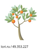 Vector Tree. Orange Isolated on White. Vector. Vector tree. Orange isolated on white. Citrus trees belong to single genus Citrus and remain entirely interfertile. Includes grapefruits, lemons, limes. Part of series of different trees. Vector. Стоковая иллюстрация, агентство Ingram Publishing / Фотобанк Лори
