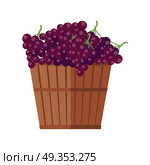 Wooden Basket with Grapes. Red Wine.. Wooden basket with grapes. Red vine. Fruit for preparation check elite vintage strong wine. Bunch or cluster of grapes. Grapery racemation. Part of series of viniculture production items. Vector. Стоковая иллюстрация, агентство Ingram Publishing / Фотобанк Лори