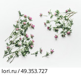 Floral frame made of flowers on white background. Flat lay, top view, copy space. Flowering red clover , Trifolium pratense. Summer concept. Стоковое фото, агентство Ingram Publishing / Фотобанк Лори