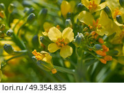 Broccoli yellow flowers macro detail . Broccoli yellow flowers macro detail from organic orchard. Стоковое фото, агентство Ingram Publishing / Фотобанк Лори