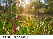 wild prickly pear in nopal plant in Mediterranean. wild prickly pear in nopal plant in Mediterranean at Parc de Turia of Valencia. Стоковое фото, агентство Ingram Publishing / Фотобанк Лори