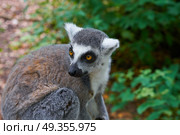 Ring tailed lemur outdoor forest. Ring tailed lemur outdoor forest image. Стоковое фото, агентство Ingram Publishing / Фотобанк Лори