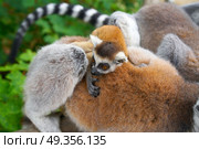Ring tailed lemurs outdoor forest. Ring tailed lemurs family outdoor forest. Стоковое фото, агентство Ingram Publishing / Фотобанк Лори