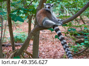 Ring tailed lemur outdoor forest. Ring tailed lemur outdoor forest image. Стоковое фото, агентство Ingram Publishing / Фотобанк Лори