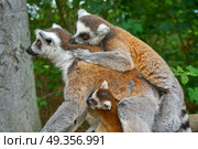 Ring tailed lemurs outdoor forest. Ring tailed lemurs family outdoor forest. Стоковое фото, агентство Ingram Publishing / Фотобанк Лори