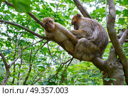 Barbary apes macaca sylvanus macaque monkey. Barbary apes macaca sylvanus macaque monkeys outdoor. Стоковое фото, агентство Ingram Publishing / Фотобанк Лори