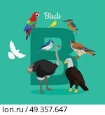 Birds with Letter B Isolated. ABC, Alphabet.. Birds with letter B isolated on green. Dove parrot eagle ostrich cockatoo hawk. Different birds kinds. Collection of aves. Part of alphabetic series with animals. ABC, alphabet. Vector in flat style. Стоковая иллюстрация, агентство Ingram Publishing / Фотобанк Лори