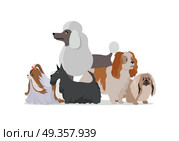 Dog Grooming Banner. Long Haired Dog Breeds. Dog grooming banner. Long haired dog breeds of different size isolated on white background. Pekingese, Shih Tzu, Poodle, Scottish Terrier, Aberdeen Terrier. Dog pet shop banner poster. Vector. Стоковая иллюстрация, агентство Ingram Publishing / Фотобанк Лори