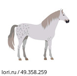 Gray with spots horse vector. Flat design. Domestic animal. Country inhabitants concept. For farming, animal husbandry, horse sport illustrating. Agricultural species. Isolated on white. Horse Vector Illustration in Flat Design. Horse Vector Illustration in Flat Design. Стоковая иллюстрация, агентство Ingram Publishing / Фотобанк Лори