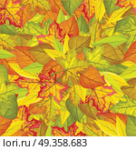 Seamless Pattern with Autumn Leaves. Autumnal Fall. Seamless pattern with autumn leaves. Autumnal nature background with maple and birch leaves. Wallpaper and textile design. Repeatable illustration in fall foliage concept. Floral leaf decor. Vector. Стоковая иллюстрация, агентство Ingram Publishing / Фотобанк Лори