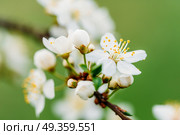 White Plum Tree Flowers In Spring. Стоковое фото, агентство Ingram Publishing / Фотобанк Лори