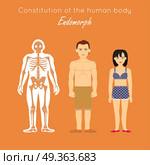 Constitution of Human Body. Endomorph. Endomorphic. Constitution of human body. Endomorph. Endomorphic characterized as fat, short, having difficulty losing weight. Enjoy food, people and affection. Has slow reactions. Disposed to complacency. Vector. Стоковая иллюстрация, агентство Ingram Publishing / Фотобанк Лори