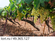 Vineyard. Vineyard green rows with harvest of white grape, Spain. Стоковое фото, агентство Ingram Publishing / Фотобанк Лори