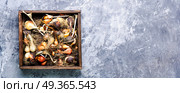 Set of a tulip bulb. Set of flower tulips bulbs in wooden box. Стоковое фото, агентство Ingram Publishing / Фотобанк Лори