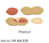 Peanut Vector Illustration in Flat Style Design. Peanut vector in flat style design. Traditional nutritional snack, diet product, culinary ingredient, source of protein, vitamins, elements, fatty acids and paste. Isolated on white background. Стоковая иллюстрация, агентство Ingram Publishing / Фотобанк Лори