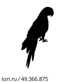 Ara Parrot Flat Design Vector Illustration. Ara parrot vector. Birds of Amazonian forests in black color. Fauna of South America. Beautiful Ara parrot posters, childrens books illustrating. Isolated on white. Стоковая иллюстрация, агентство Ingram Publishing / Фотобанк Лори