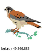 American Kestrel Flat Design Vector Illustration. American kestrel vector. Predatory birds wildlife concept in flat style design. American fauna illustration for prints, posters, childrens books illustrating. Beautiful falcon bird seating isolated on white. Стоковая иллюстрация, агентство Ingram Publishing / Фотобанк Лори