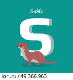 Animal alphabet vector concept. Flat style. Zoo ABC with wild animal. Sable standing on blue background, letter S behind. Educational glossary. For children s books, textbooks illustrating. Animal Alphabet Concept in Flat Design. Animal Alphabet Concept in Flat Design. Стоковая иллюстрация, агентство Ingram Publishing / Фотобанк Лори