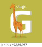 Animals Alphabet. Letter - G. Animals alphabet. Letter - G. Brown giraffe stands near letter. Alphabet learning chart with animal illustration for letter and animal name. Vector zoo alphabet with cartoon animal on green background. Стоковая иллюстрация, агентство Ingram Publishing / Фотобанк Лори
