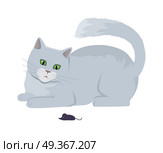 Cat with Mouse Vector Flat Design Illustration. Cat with mouse, Cute grey cat playing with toy flat vector illustration isolated on white background. Purebred pet. Domestic friend and companion animal. For pet shop ad, hobby concept, breeding. Cat with Mouse Vector Flat Design Illustration. Стоковая иллюстрация, агентство Ingram Publishing / Фотобанк Лори