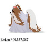 Maltese or yorkshire terrier breed dog with long hair and bow tie on head. Flat design vector. Domestic friend and companion animal illustration. For pet shop ad, hobby concept, breeding illustration. Maltese Breed Vector Flat Design Illustration. Maltese Breed Vector Flat Design Illustration. Стоковая иллюстрация, агентство Ingram Publishing / Фотобанк Лори