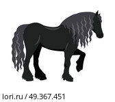 Black draft horse with curly mane vector. Flat design. Domestic animal. Country inhabitants concept. For farming, animal husbandry, horse sport illustrating. Agricultural species. Isolated on white. Draft Horse Vector Illustration in Flat Design. Draft Horse Vector Illustration in Flat Design. Стоковая иллюстрация, агентство Ingram Publishing / Фотобанк Лори