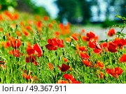 Wonderful poppy field in late may. Red poppies flowers blossom on wild field. Natural drugs. Opium poppy, botanical plant, ecology. Wonderful poppy field in late may. Opium poppy. Стоковое фото, агентство Ingram Publishing / Фотобанк Лори