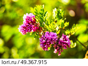 Purple acacia tree blooming. Background. Pink Robinia flowers close up. Violet pseudoacacia blossoms. Pink Robinia flowers close up. Purple acacia . Стоковое фото, агентство Ingram Publishing / Фотобанк Лори