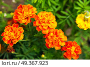 Close up of beautiful Marigold flower blooming in the garden. Tagetes erecta, Mexican, Aztec or African marigold. Close up of beautiful Marigold flower blooming. Стоковое фото, агентство Ingram Publishing / Фотобанк Лори