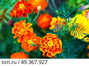 Close up of beautiful Marigold flower blooming in the garden. Tagetes erecta, Mexican, Aztec or African marigold. Close up of beautiful Marigold flower blooming. Стоковое фото, агентство Ingram Publishing / Фотобанк Лори