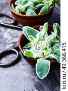 Euphorbia - an ancient means of folk medicine. Wild medicinal plant spurge, used in folk medicine. Стоковое фото, агентство Ingram Publishing / Фотобанк Лори