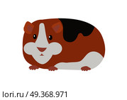 Guinea Pig Cavia Porcellus Isolated Cartoon Animal. Guinea pig cavia porcellus. Cavy or domestic guinea pig, species of rodent. Plays important role in folk culture of South American, as food source, folk medicine and religious ceremonies. Vector. Стоковая иллюстрация, агентство Ingram Publishing / Фотобанк Лори