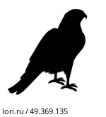Hawk Flat Design Vector Illustration. Hawk vector. Predatory birds wildlife concept in black color. World fauna illustration for prints, posters, childrens books illustrating. Beautiful hawk seating isolated on white. Стоковая иллюстрация, агентство Ingram Publishing / Фотобанк Лори