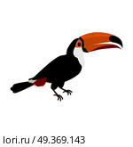 Toucan Bird Flat Design Vector Illustration. Toucan vector. Animals of rainy Amazonian forests in flat design. Fauna of South America. Wild life in tropics concept for posters, childrens books illustrating. Beautiful toucan isolated on white. Стоковая иллюстрация, агентство Ingram Publishing / Фотобанк Лори