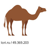 Camel Isolated on White. Even Toed Ungulate. Camel isolated on white background. Even-toed ungulate within the genus Camelus, bearing distinctive fatty deposits known as humps on its back. Sticker for children. Vector design illustration. Стоковая иллюстрация, агентство Ingram Publishing / Фотобанк Лори