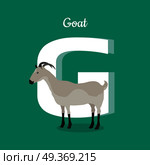 Animal alphabet vector concept. Flat style. Zoo ABC with domestic animal. Grey goat standing on green background, letter G behind. Educational glossary. For children s books, textbooks illustrating. Animal Alphabet Concept in Flat Design. Animal Alphabet Concept in Flat Design. Стоковая иллюстрация, агентство Ingram Publishing / Фотобанк Лори
